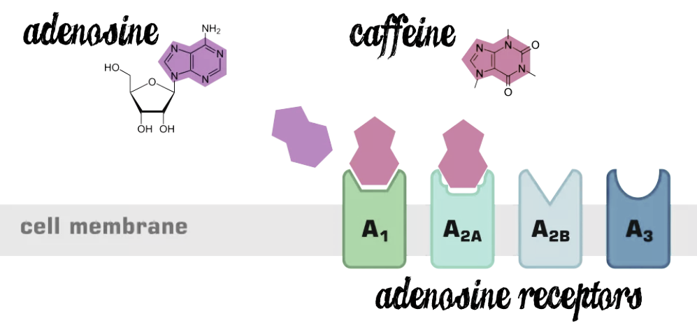 adenosine caffeine structure
